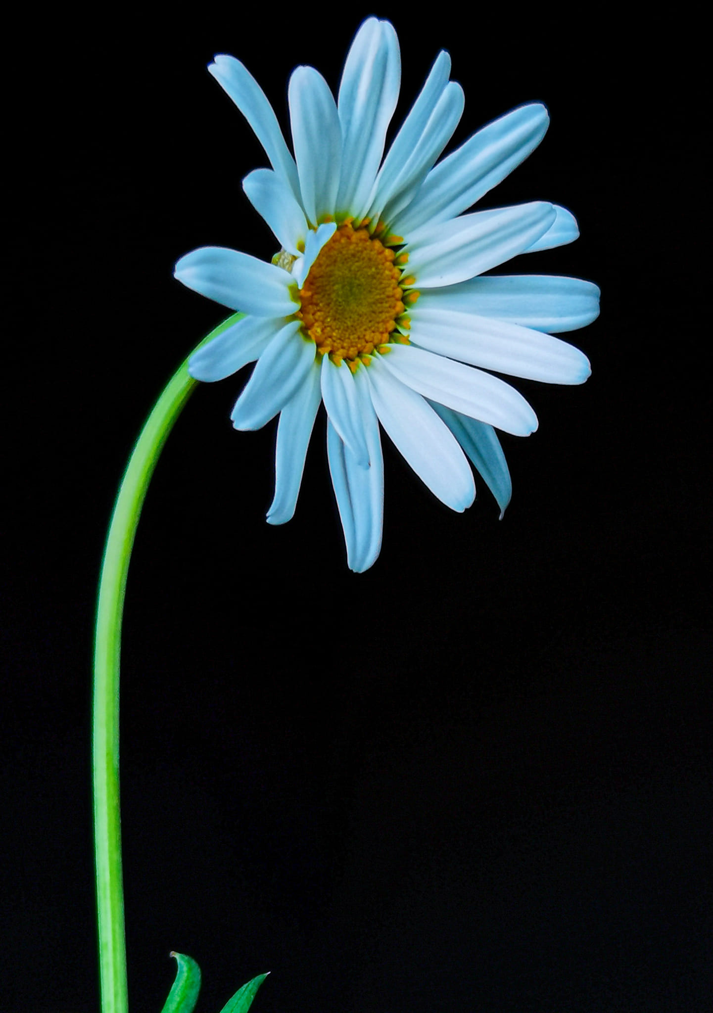 White Daisy flower